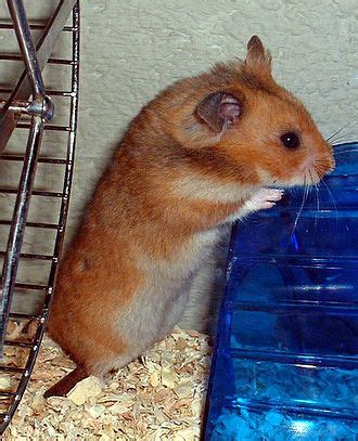wikipediawikihamster wikipedia bahasa indonesia ensiklopedia bebas