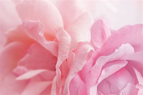Rosas Rosadas Flores - Foto gratis en Pixabay - Pixabay