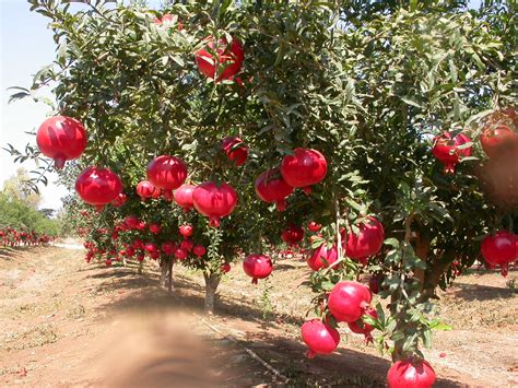 File:Anar(Pomegranate).jpg - Wikimedia Commons