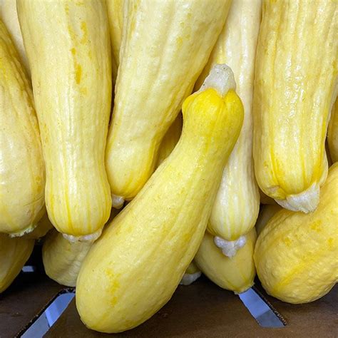 summer squash hagers farm market