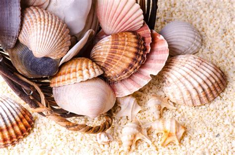 seashells   beach stock photo image  organism