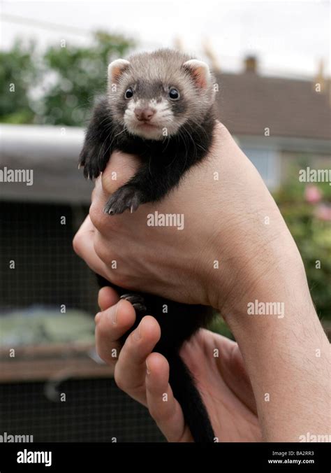 A polecat ferret kit Stock Photo - Alamy