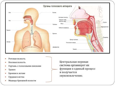 Голосовой аппарат - презентация онлайн