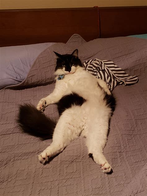 He is always in weird positions. : r/Floof