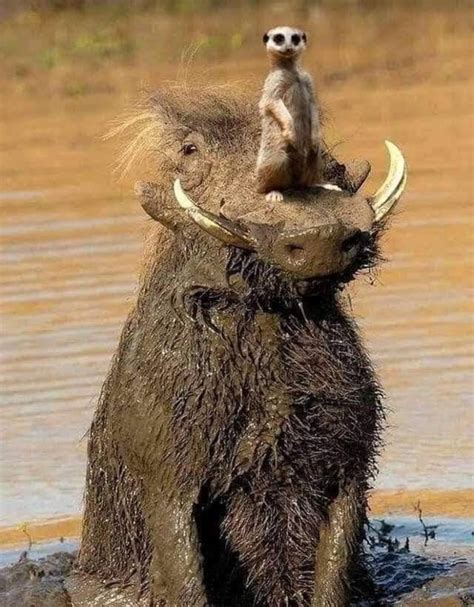 706 best Periscope images on Pholder | Submarines, Warship Porn and