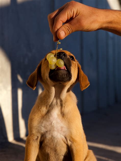 Can Dogs Eat Grapes