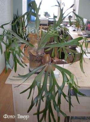 Платицериум (Олений рог) Platycerium