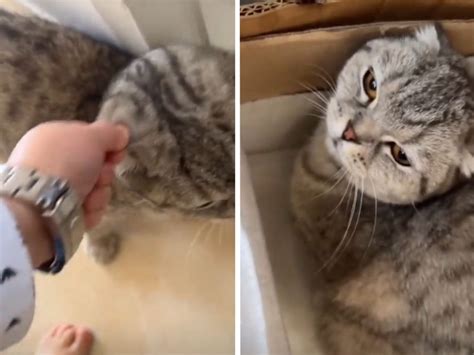 Hasbulla filmed allegedly abusing his cat Barsik as furious viewers ...