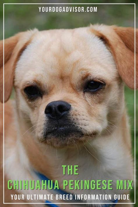 Chihuahua Pekingese Mix - Your Ultimate Breed Information Guide | Your Dog Advisor