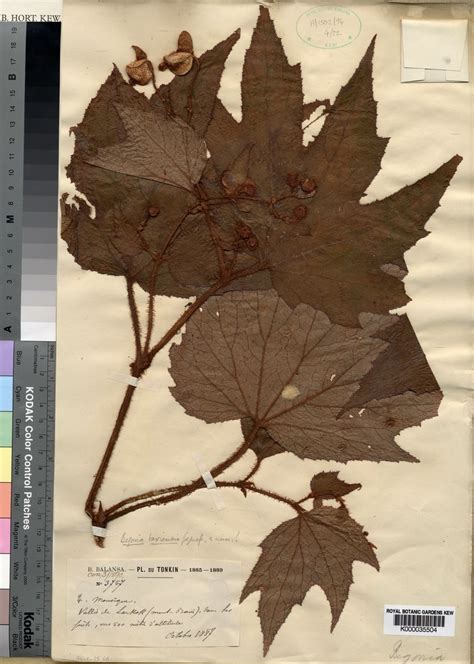 begonia baviensis gagnep plants   world  kew science