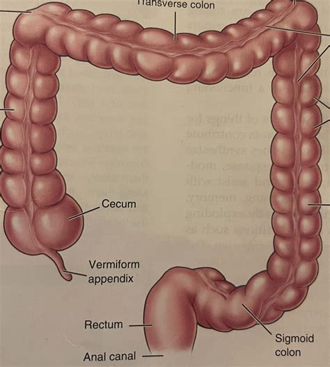 large intestine diagram diagram quizlet