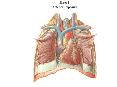 ap ii lab thoracic cavity diagram quizlet