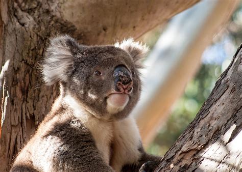 Top 10 Australian animals | Audley Travel US
