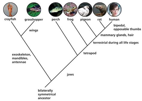 cladogram template