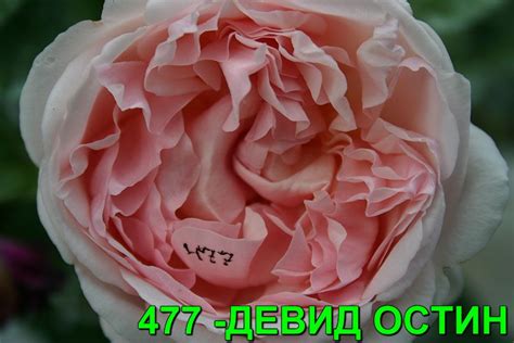 АНГЛИЙСКИЕ