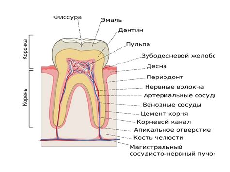 Тістің қатты тіндерінің анатомиятопографиялық және гистологиялық ...