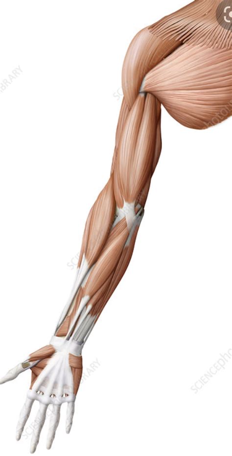 muscles   arm diagram quizlet