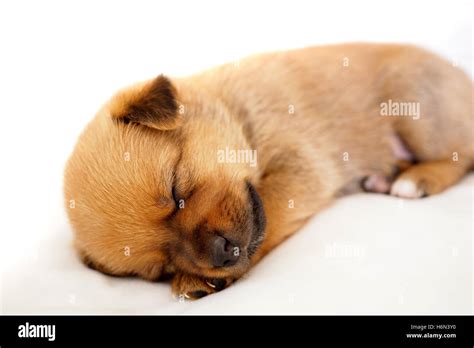 cute  sleeping puppies