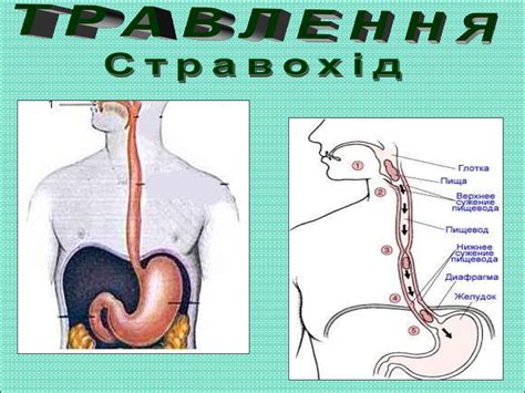 Травна система людини - презентация онлайн
