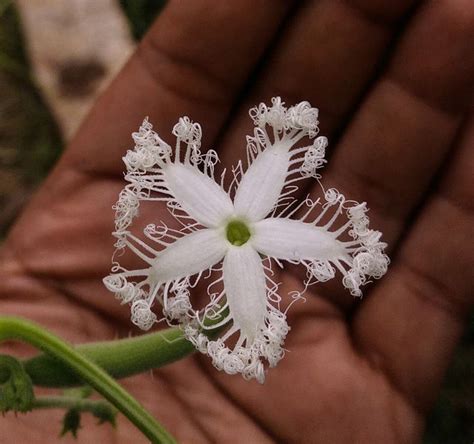 🔥 Trichosanthes cucumerina is a tropical vine: this is its flower, it ...