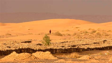 Ancient Fish Bones Found in Sahara Desert Track Climate Patterns | The