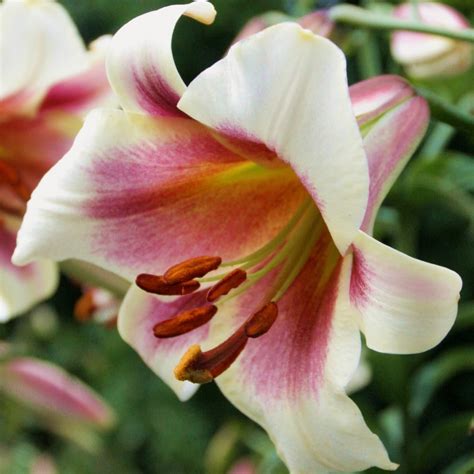 Lilium 'Passion Moon'