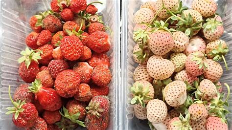 Белая клубника 🍓 хороший урожай персиков🍑 и черешни 🍒 - YouTube