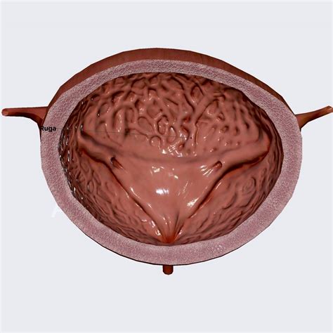 internal structure  bladder anatomyapp