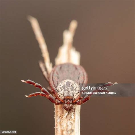 black legged tick stock  high res pictures  images