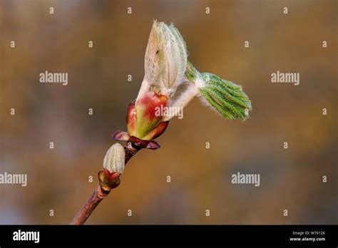 chestnut bud usage worldwide stock photo alamy