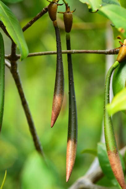 mangrove seed stock  pictures royalty  images istock
