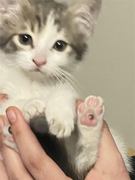 i named my new kitten greg : r/DannyGonzalez