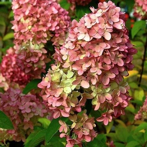 Гортензия метельчатая Мэджикал Кэндл: купить в Москве саженцы Hydrangea ...
