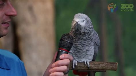 Einstein the African Grey Parrot can make 200 sounds and words - YouTube