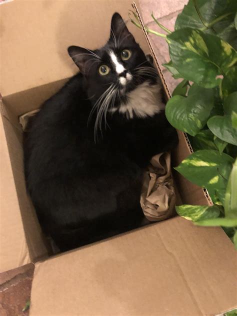 My cat is obsessed with boxes : r/cats