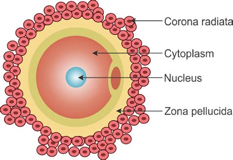 Ovum: Meaning, Structure, Functions