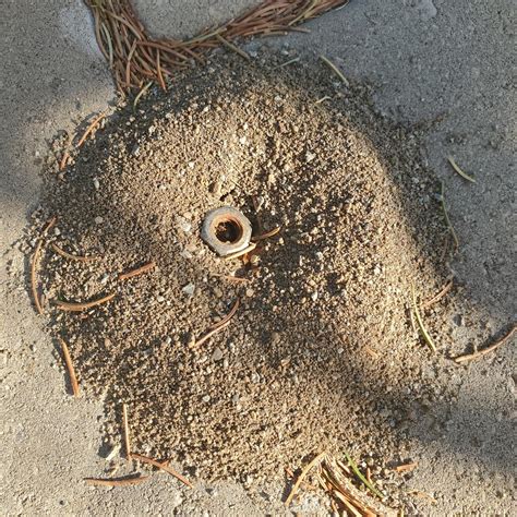 Ants in my backyard have integrated a bolt into their tunnel system