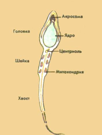 Рис. 75. Строение сперматозоида