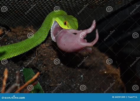 Orm fotografering för bildbyråer. Bild av herpetologi - 44291309