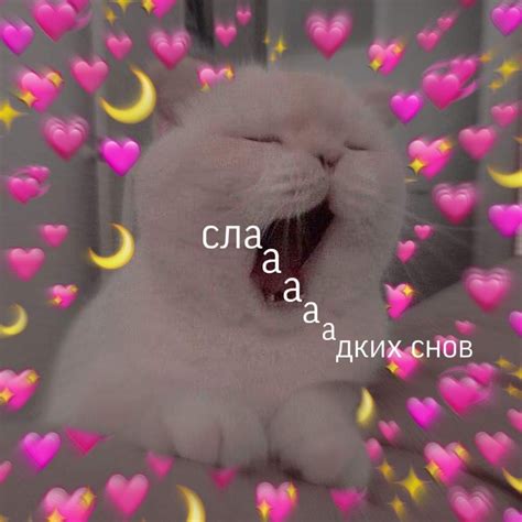 Сладких снов, котик | Веселые мемы, Смешные валентинки, Смешные мемы