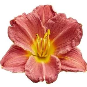 Hemerocallis 'Everydaylily Rose' - Cowell's Garden Centre | Woolsington
