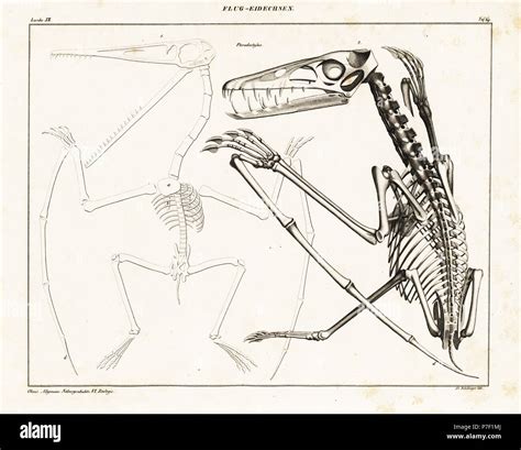 Pterodactyl skeleton hi-res stock photography and images - Alamy