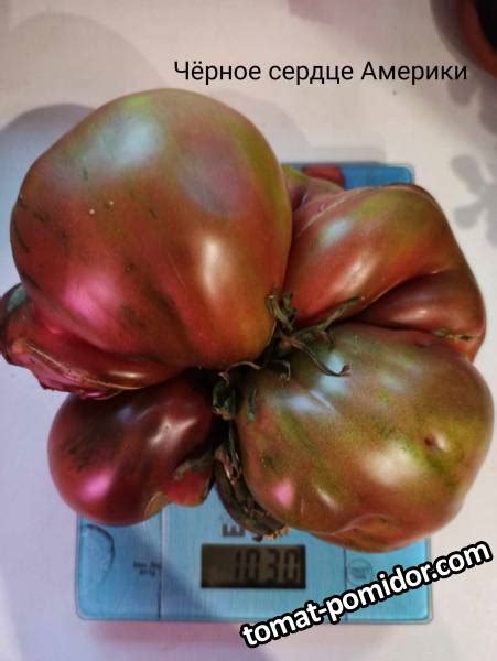 Черное сердце америки.jpg - Альбомы - tomat-pomidor.com