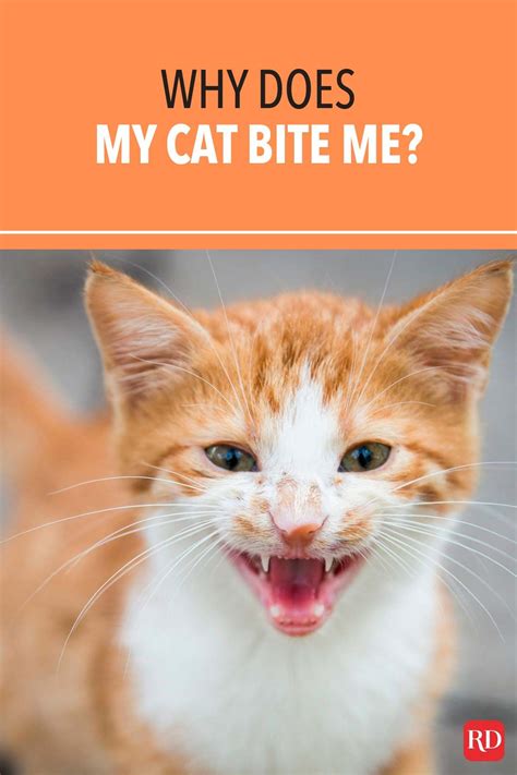 Why Do My Cat Bite Me For No Reason at Alexandra Hellyer blog