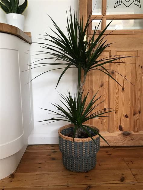 Houseplants - It's Time to Bring the Wonderful Outside Indoors