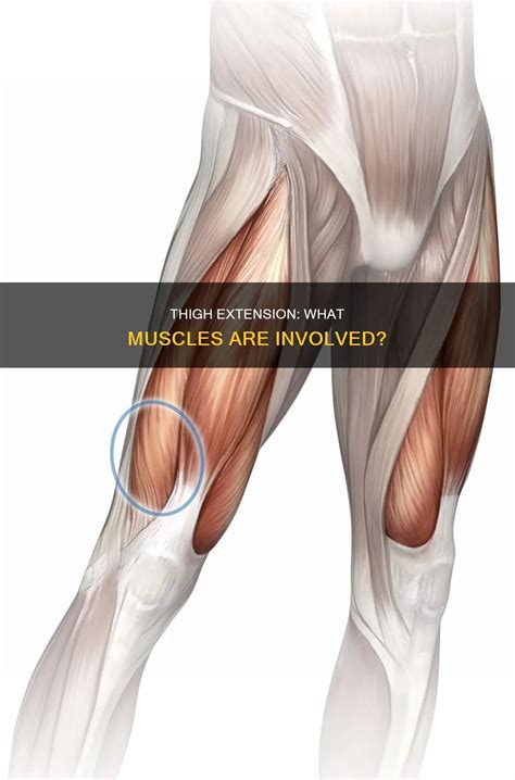 thigh extension  muscles  involved cyvigor