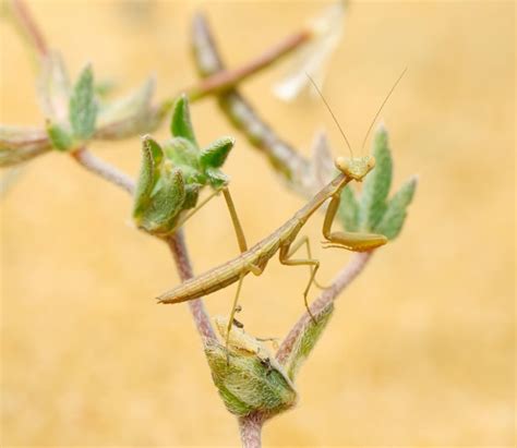 Premium Photo | Tiny mantis