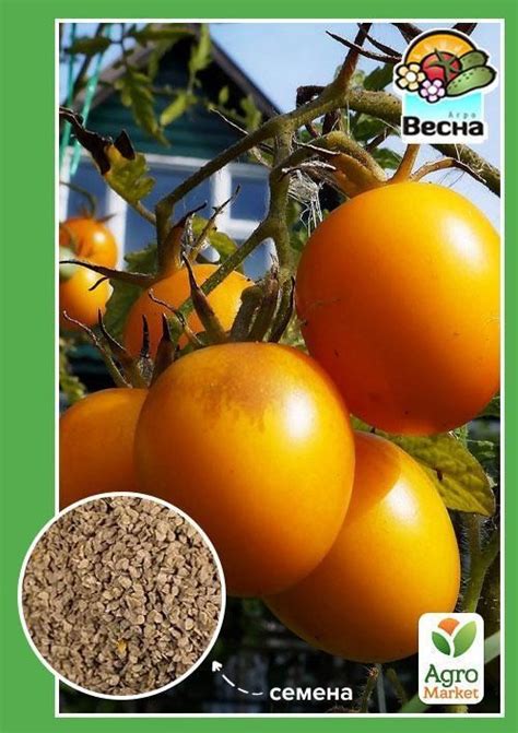 Томат "Де-барао желтый" ТМ "Весна" 0.1г купить почтой в Одессе, Киеве ...