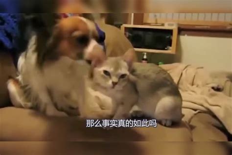 猫为什么摔不死？镜头放慢100倍，原因让人不可思议！_镜头_原因