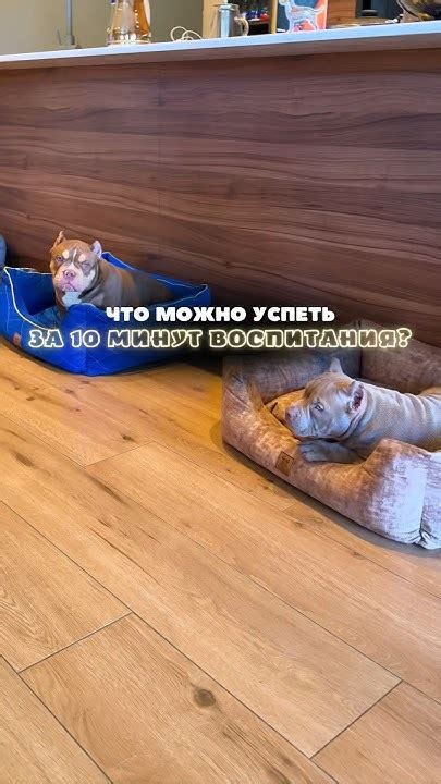 Как я меняю щенков всего за 10 минут воспитания? Как воспитать щенка ...